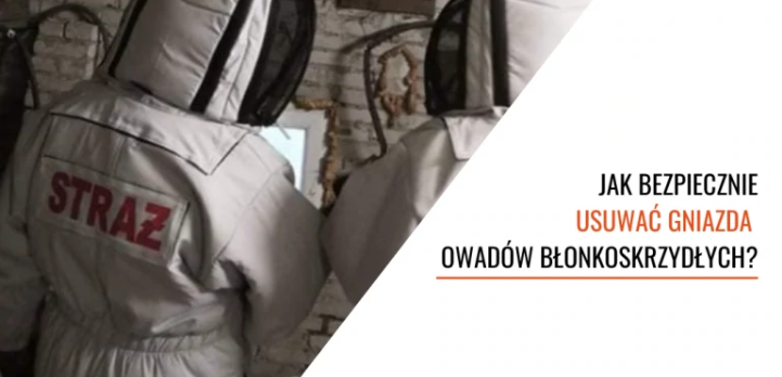 Jak bezpiecznie usuwać gniazda owadów błonkoskrzydłych?