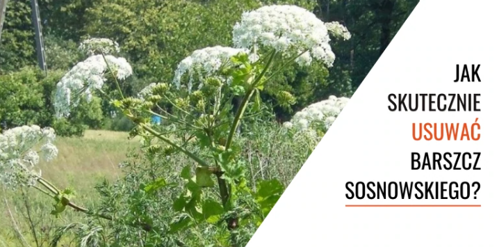 Jak skutecznie usuwać Barszcz Sosnowskiego?