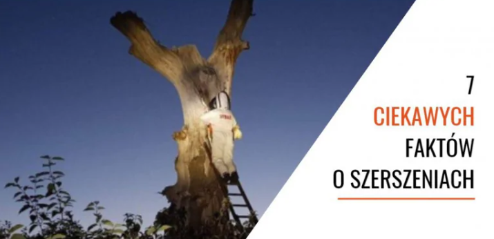 7 ciekawych faktów o szerszeniach